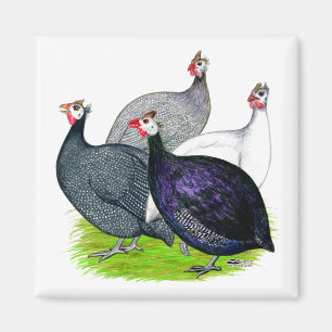 Four Guineas Magnet