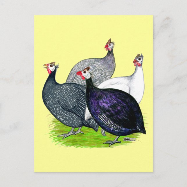 Four Guineas Postcard (Front)