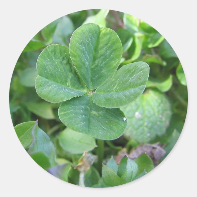 Four leaf clover classic round sticker (Front)