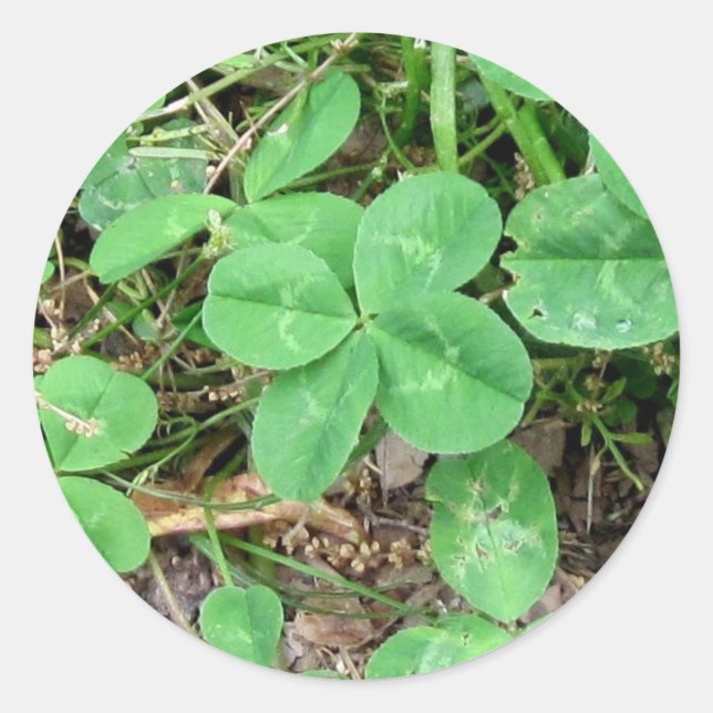 Four Leaf Clover Classic Round Sticker (Front)