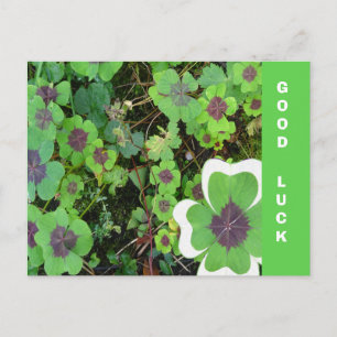 Four Leaf Clover Leaf & Pattern Good Luck Postcard