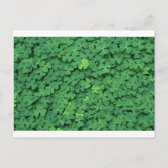 Four Leaf Clover Postcard (Front)