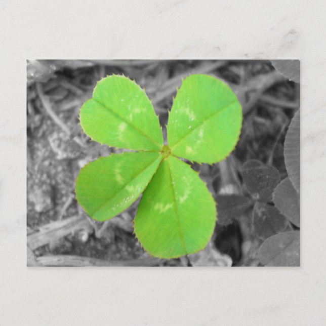 Four Leaf Clover Postcard - Black & White & Green (Front)