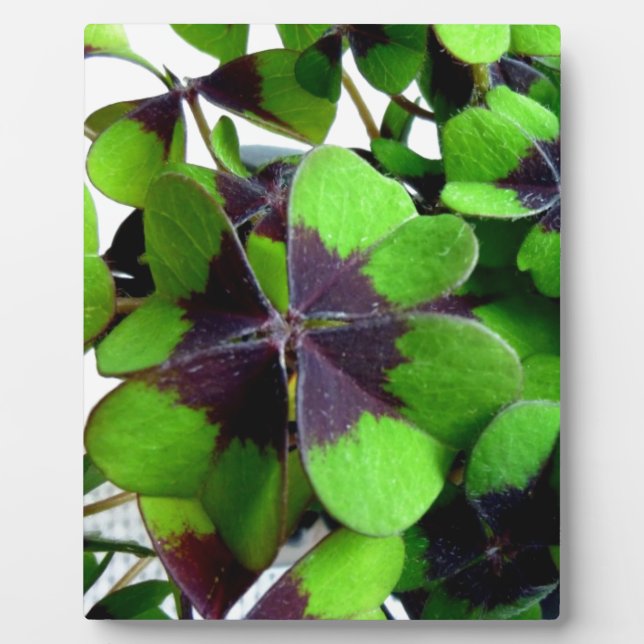 Four Leaf Clover Shamrock St. Patrick’s Lucky Plaque (Front)