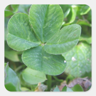 Four Leaf Clover Square Sticker