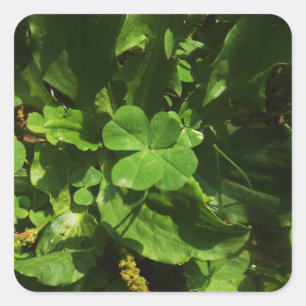 Four-leaf clover square sticker