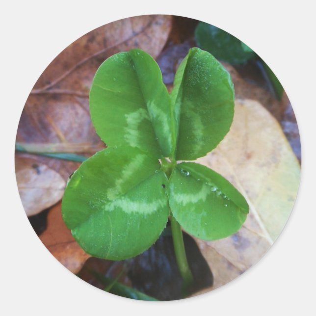 Four leaf clover Sticker  (Devant)
