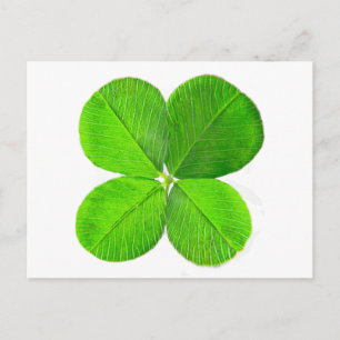 Four Leaf Clover The MUSEUM Zazzle Gifts Postcard