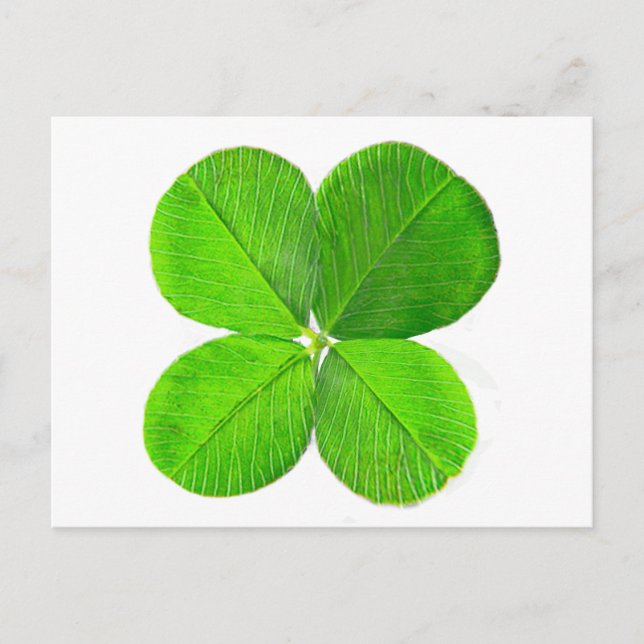 Four Leaf Clover The MUSEUM Zazzle Gifts Postcard (Front)
