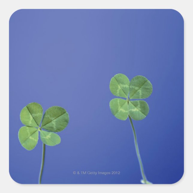 Four-leaf clovers square sticker (Front)