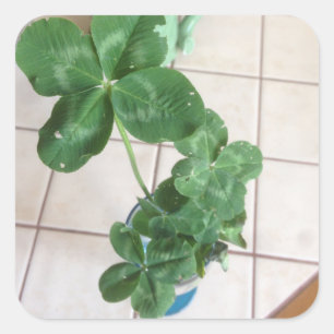 Four leaf clovers square sticker