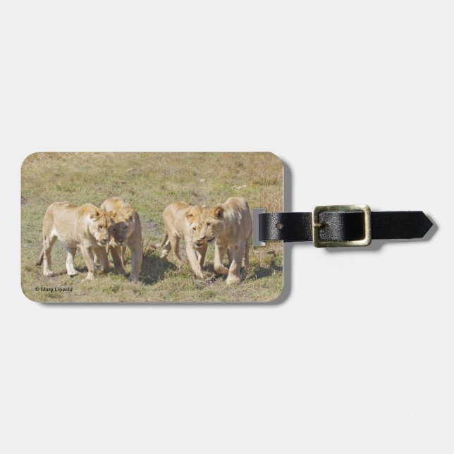 Four Lionesses Luggage Tag (Front Horizontal)