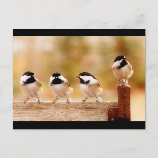 Four little chickadees postcard (Front)