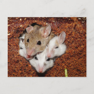 Four Mice Snuggled in Loaf of Rye Bread Postcard