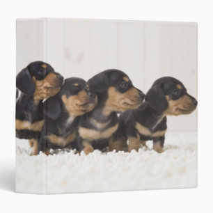 Four Mini Dachshund Binder