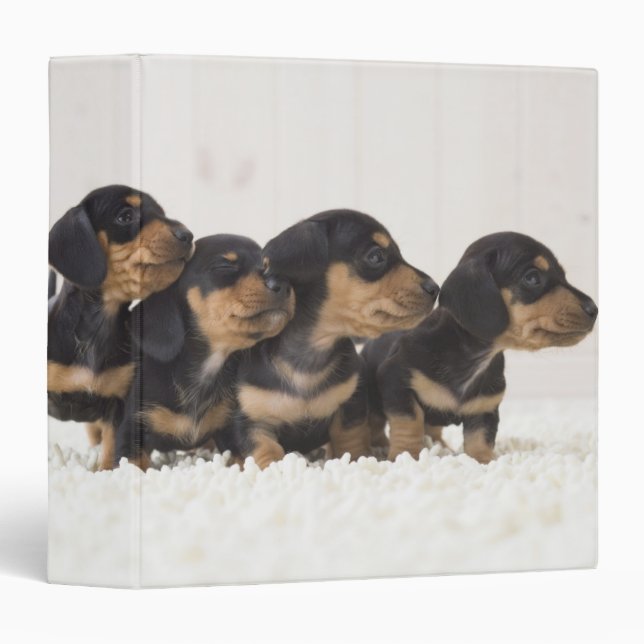 Four Mini Dachshund Binder (Front/Spine)