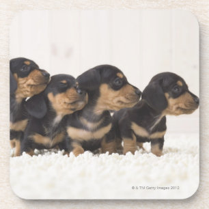 Four Mini Dachshund Coaster