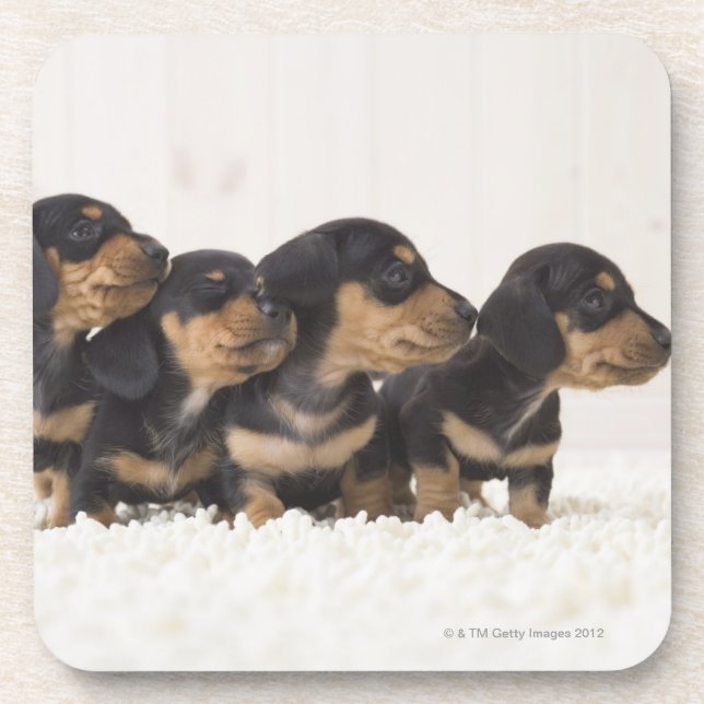 Four Mini Dachshund Coaster (Front)