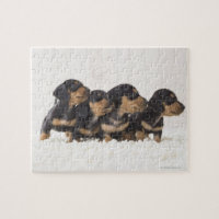 Four Mini Dachshund