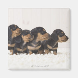 Four Mini Dachshund Magnet
