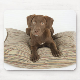 Four-Month-Old Chocolate Lab Puppy on Pillow Mouse Pad