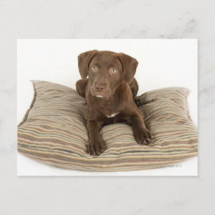 Four-Month-Old Chocolate Lab Puppy on Pillow Postcard