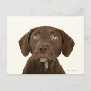 Four-Month-Old Chocolate Lab Puppy Portrait Postcard