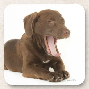Four-Month-Old Chocolate Lab Puppy Yawning Coaster