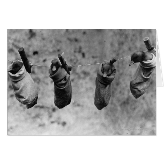 Four one-day-old ducklings pegged out of harm's (Front Horizontal)