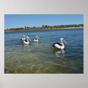 Four Pelican Swimming On The Sea, Wall Poster