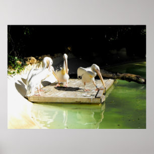 Four pelicans in springtime in Spain Poster