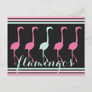 Four Pink Flamingos One Light Blue Postcard