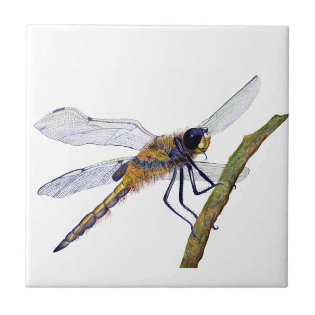 Four Spotted Dragonfly Watercolour Artwork Tile (Front)