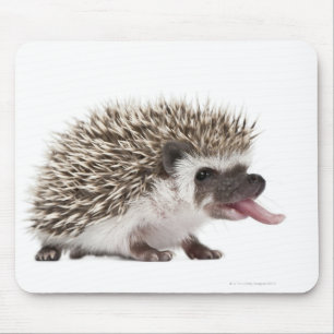 Four-toed Hedgehog - Atelerix albiventris Mouse Pad