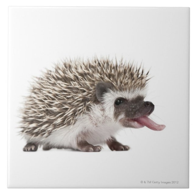 Four-toed Hedgehog - Atelerix albiventris Tile (Front)