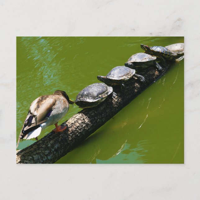Four Turtles Trying to Cross a Log with Duck Block Postcard (Front)