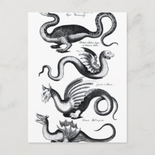 Four types of dragon postcard