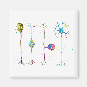 Four types of neurons magnet