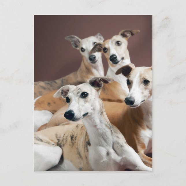 Four whippets postcard (Front)