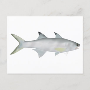 Fourfinger Threadfin Postcard