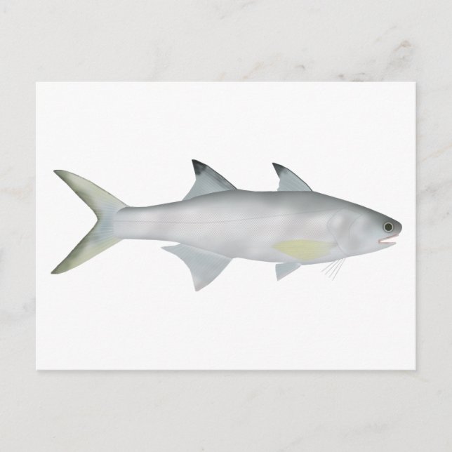 Fourfinger Threadfin Postcard (Front)