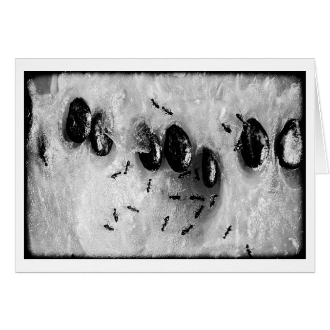 fourmis de surf (Devant horizontal)