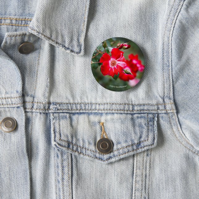 Fourth of July Shrub 2 Inch Round Button (In Situ)