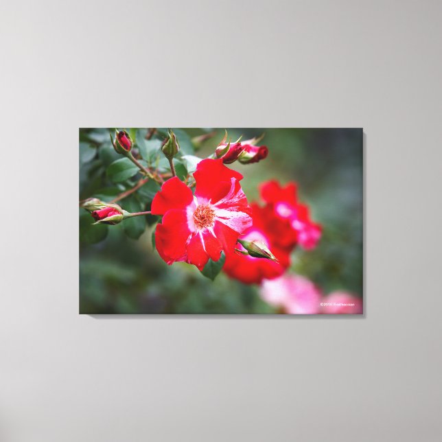 Fourth of July Shrub Canvas Print (Front)