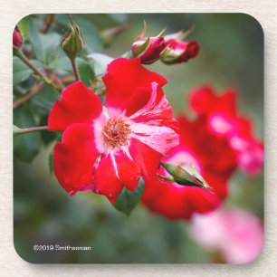 Fourth of July Shrub Coaster