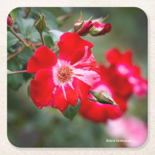 Fourth of July Shrub Square Paper Coaster