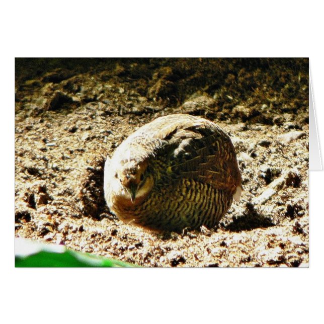 Fowl Of Some Kind (Front Horizontal)