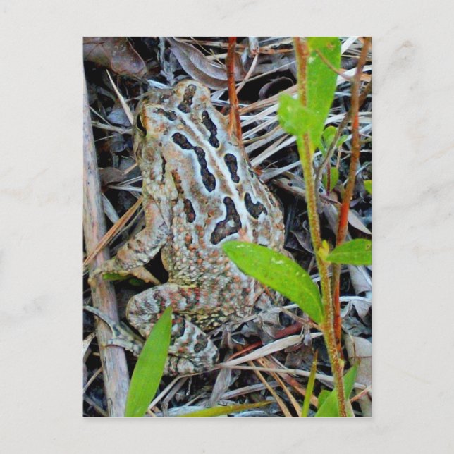 Fowlers Toad Postcard (Front)