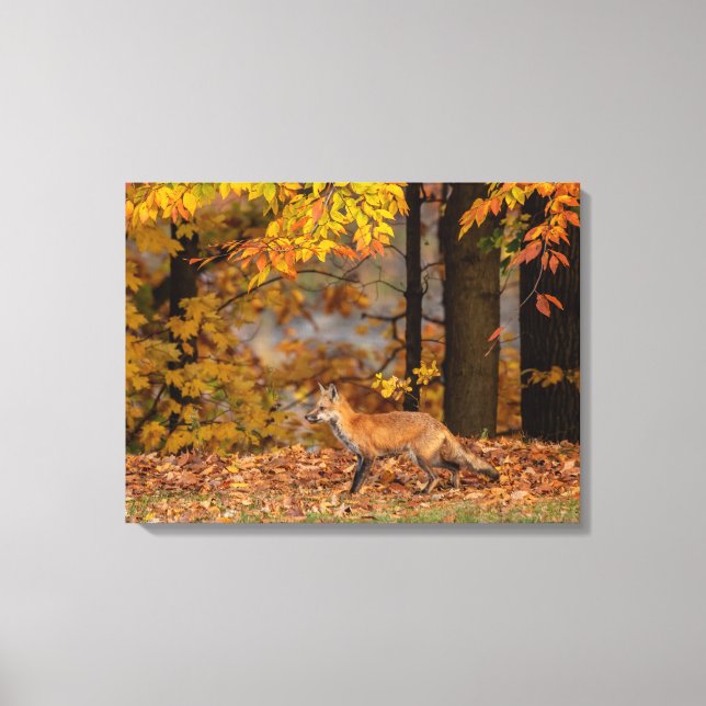  Fox And Colourful Foliage     Canvas Print (Front)