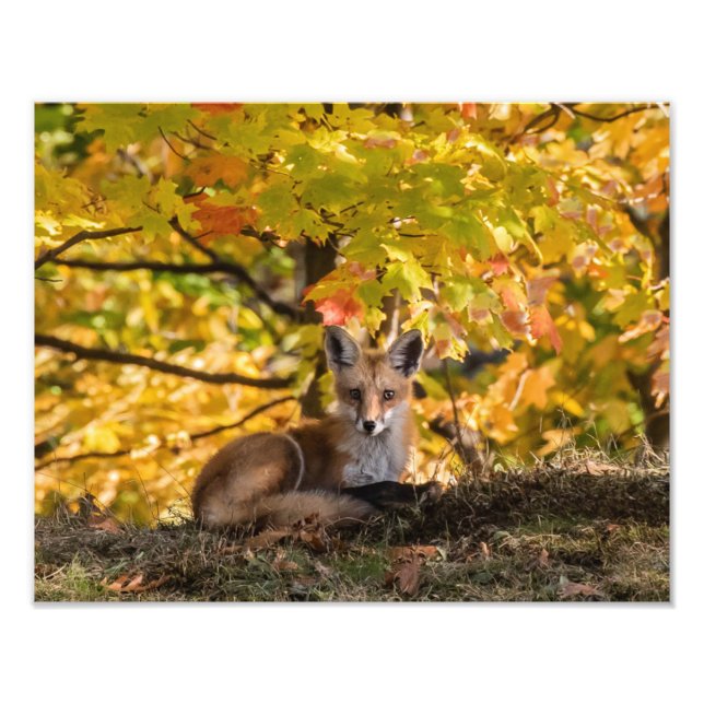  Fox And Foliage      Photo Print (Front)